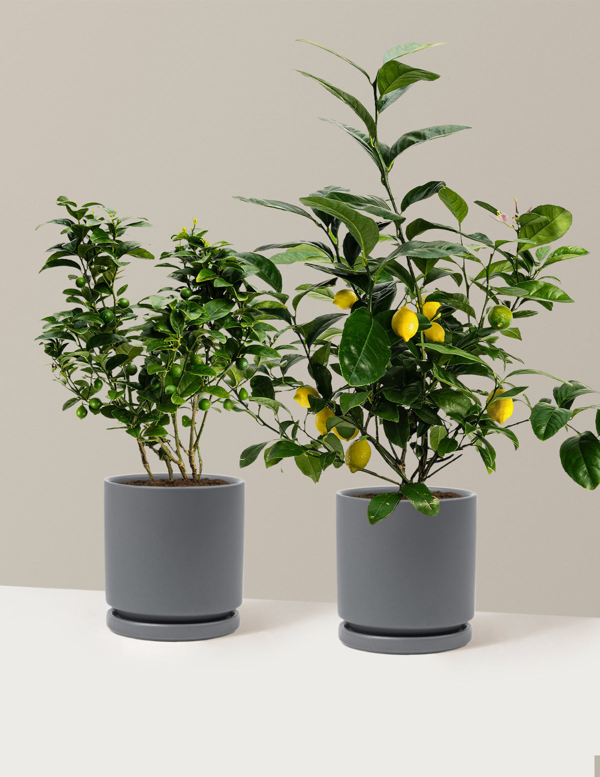 Citrus Lovers Bundle