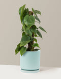 Heartleaf Philodendron Totem