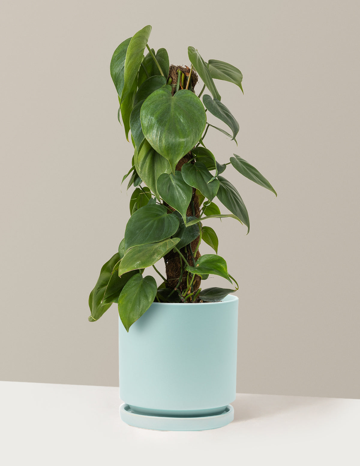 Heartleaf Philodendron Totem