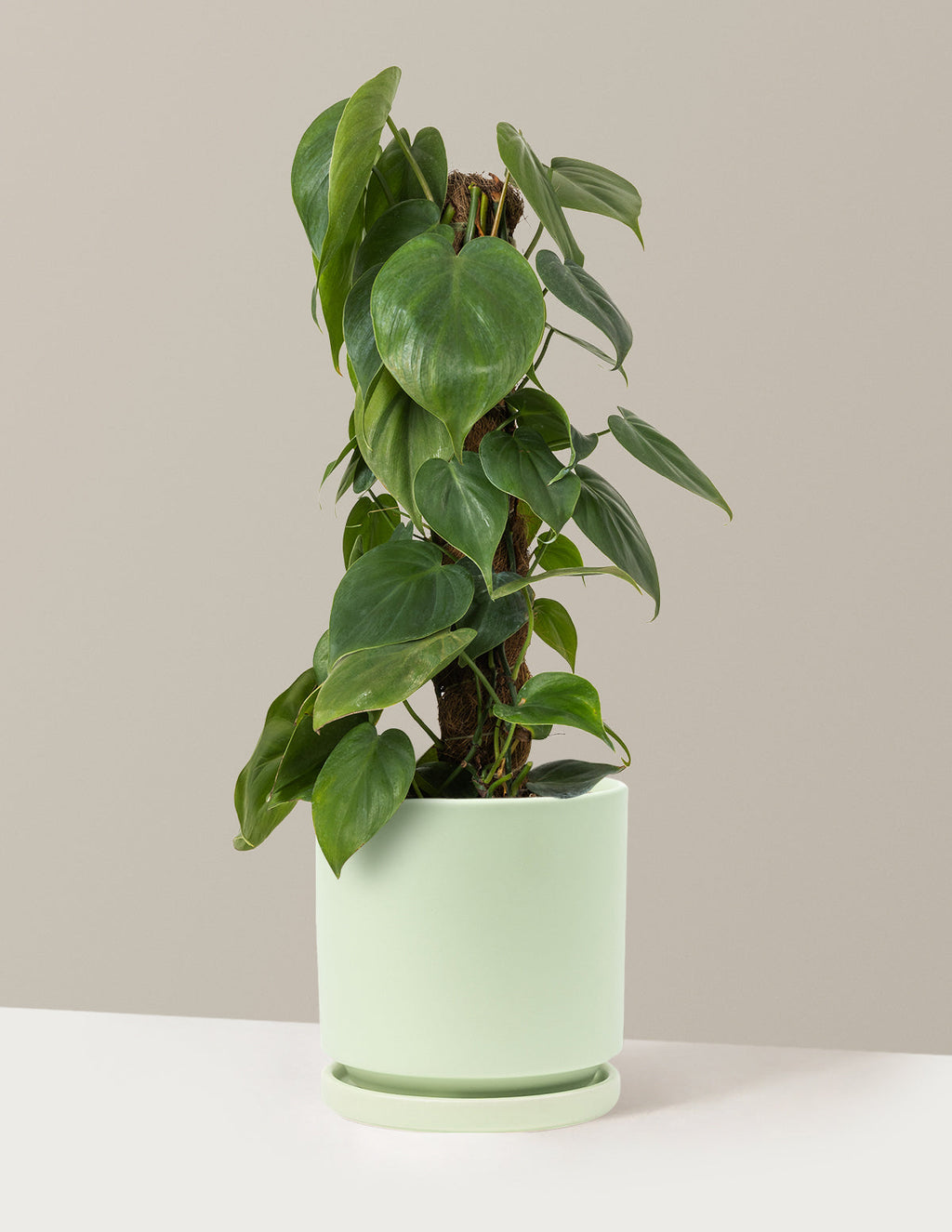 Heartleaf Philodendron Totem