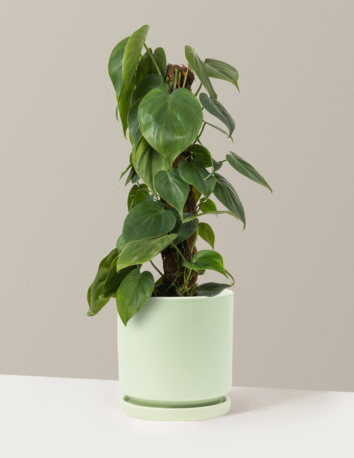 Heartleaf Philodendron Totem