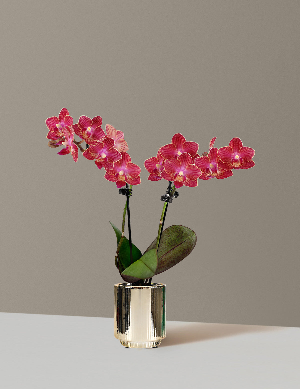 Mini Orchid