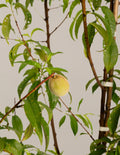 Multi-Fruit Peach Tree