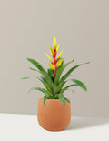 Bromeliad Vriesea Evita Yellow