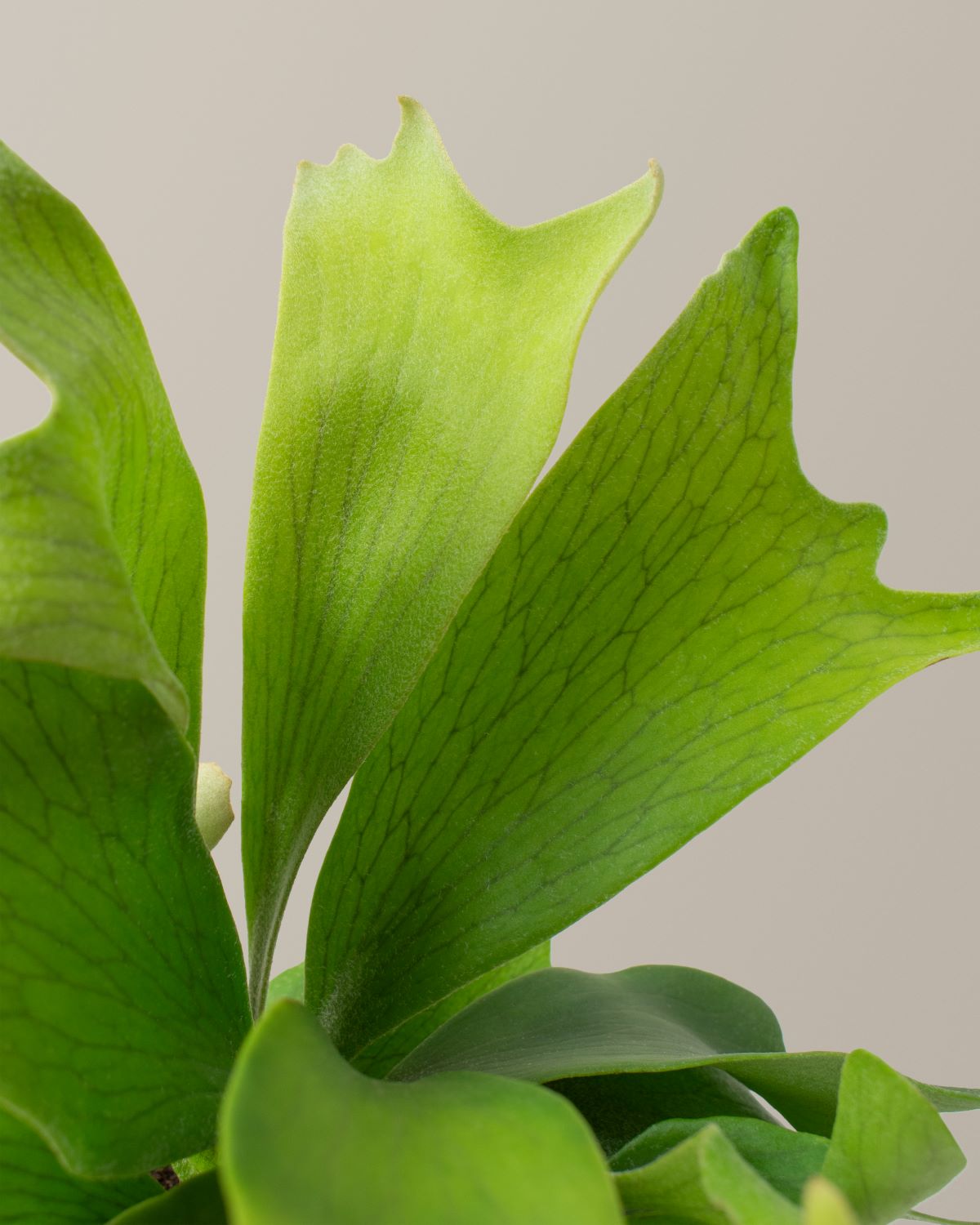 Staghorn Fern Hanging Basket