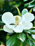 Teddy Bear® Southern Magnolia