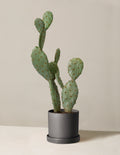 Artificial Cactus