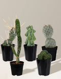 Mini Rare Cactus Bundle