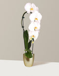 Waterfall Orchid