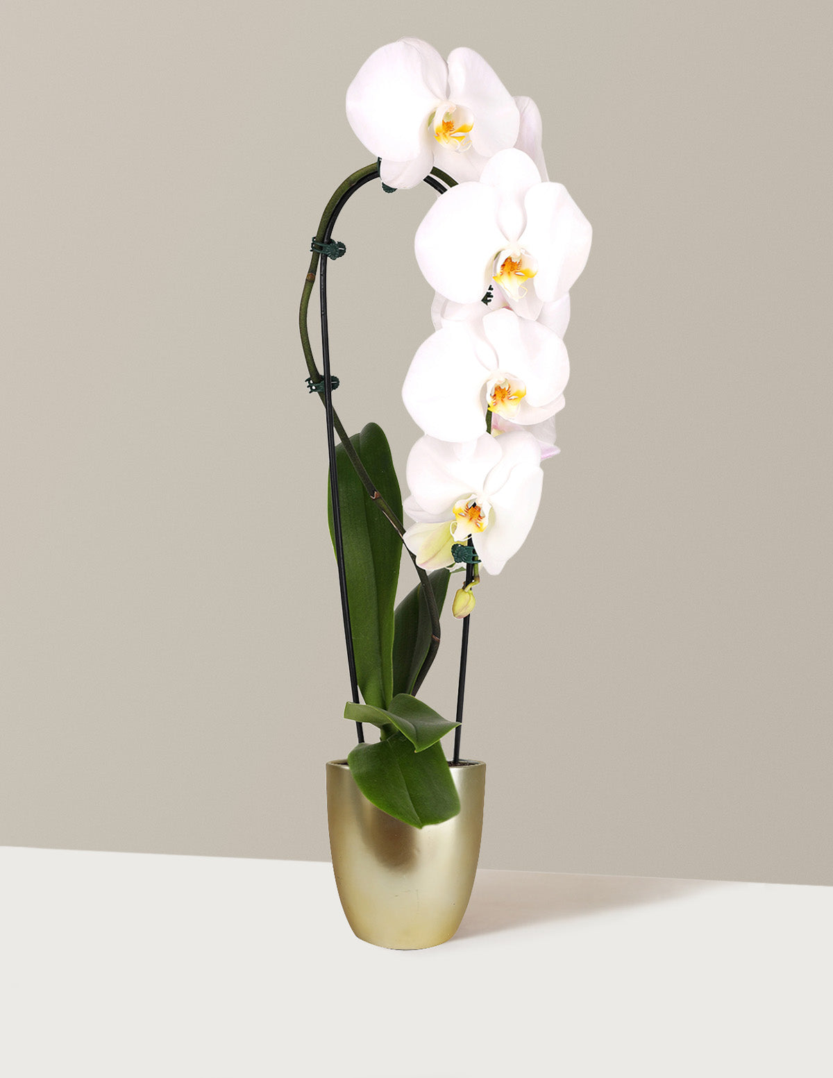 Waterfall Orchid