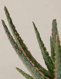 Aloe Christmas Carol