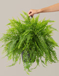 Large Boston Fern Hanging Basket