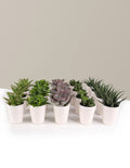 Mega Mini Succulent Party Pack, 20