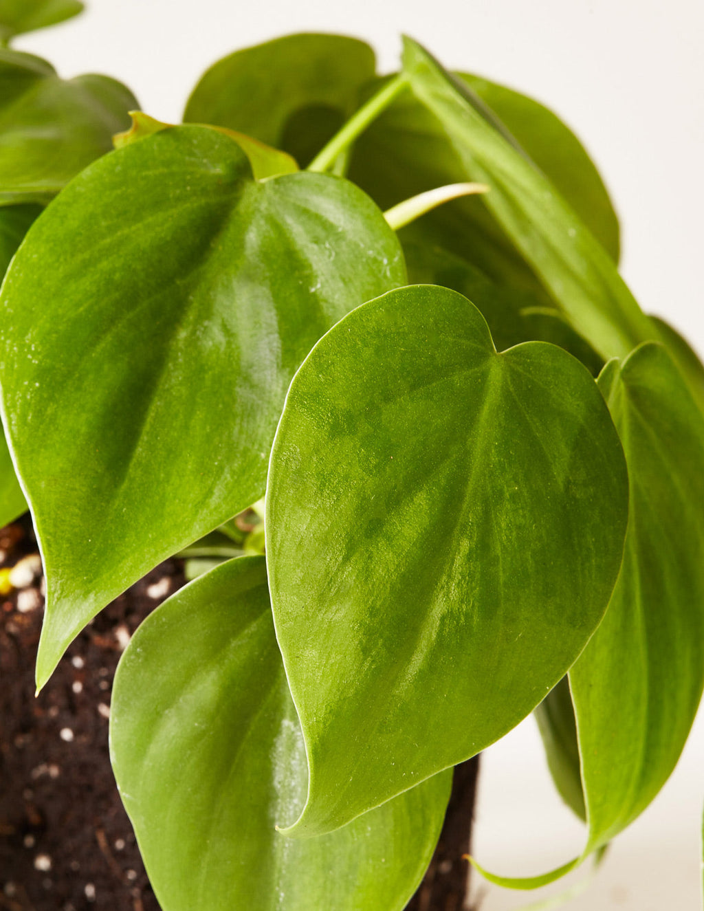 Heartleaf Philodendron Totem