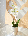 Petite White Orchid with Yellow