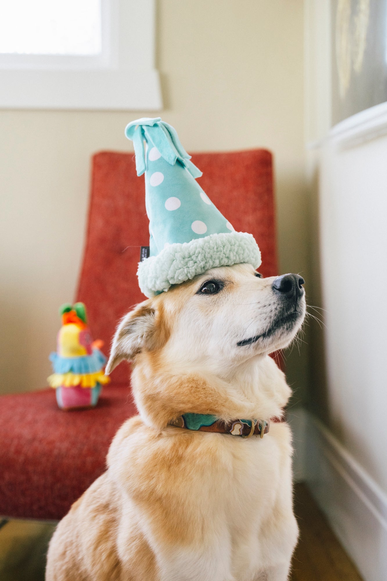 Party Animal Collection