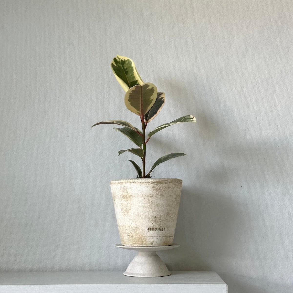Rubber Tree Tineke, Potted