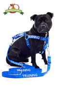 Training Dogs Dog Lead and Strap Harness