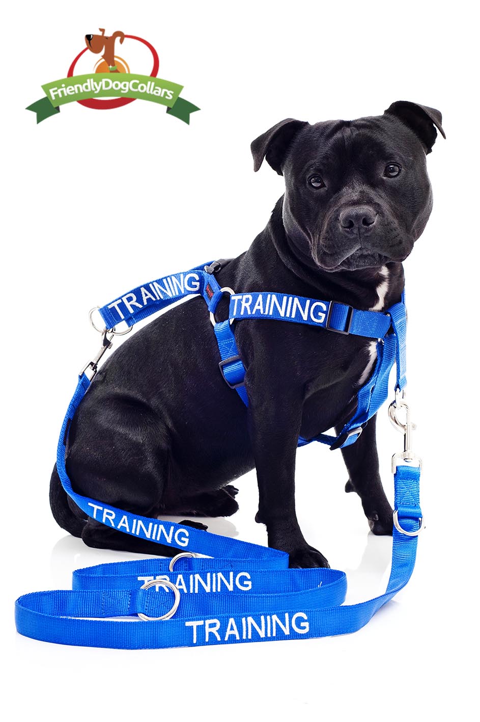 Training Dogs Dog Lead and Strap Harness
